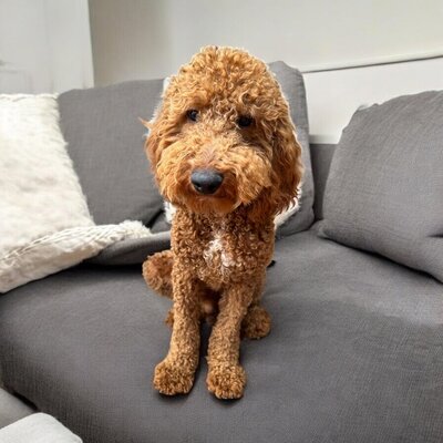 Toby