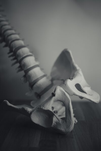 Pelvis Skeleton