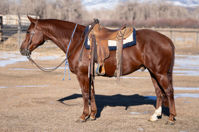 SS One drop horse sale