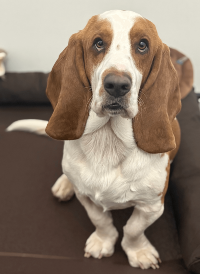 Doby the Basset Hound therapy dog at Gallatin location, sitting on a brown couch with characteristic long ears, brown and white coloring, and gentle expression