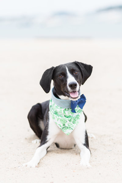 Coonhound and Border Collie Mix wearing a green scarf
