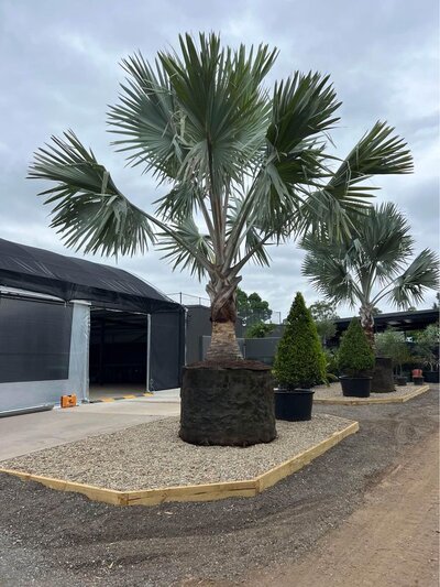 Bismarckia nobilis - Mature Bismarck Palms - Go Green Nurseries