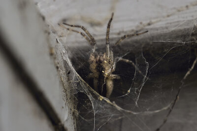 Belly of a funnel weaver spider in its web