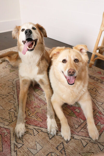 two dogs