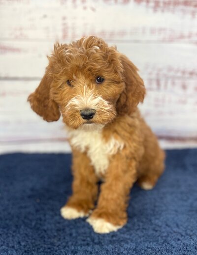two red goldendoodle puppies