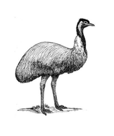 emu_BW-1