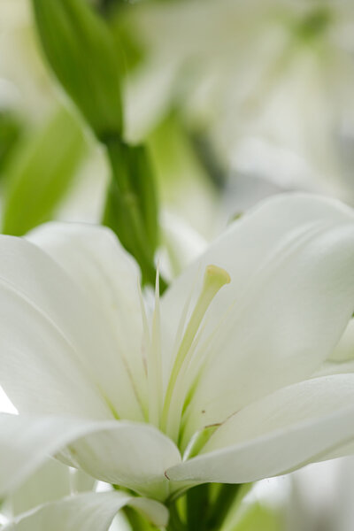 Wedding-and-Event-Tabletop-Rentals-Portland-Oregon-525A_1379