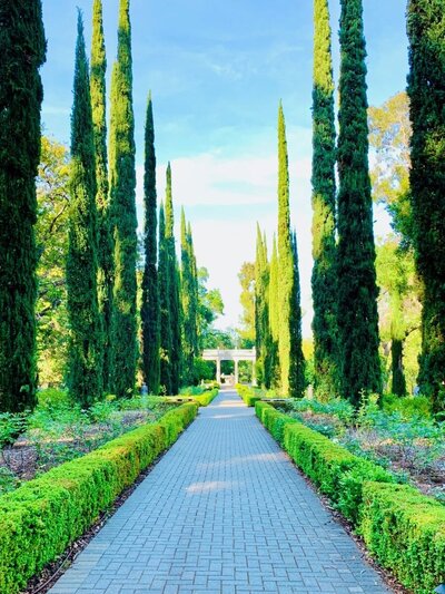 Driveway lined with Mediterranean cypress trees