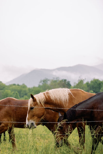 horse in a pasture int eh Smoky Mountains