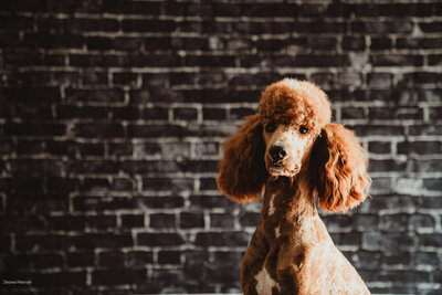 Teddy Poodle sitting photoshoot