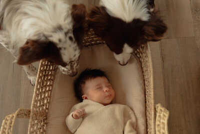 newborn lifestyle session of baby and dogs in pei
