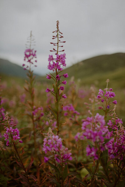 Fireweed flowers bloom at Hatcher's Pass