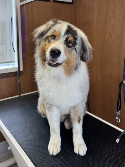 Premium deshedding and grooming service for large dogs in North Shore