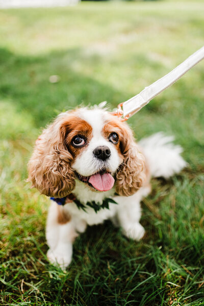 Bride and Groom's other dog with lighter ears