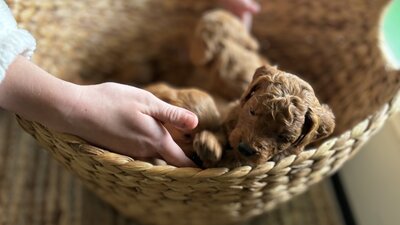 Basket of F1b Mini and Petite Goldendoodle puppies. 4 weeks old  