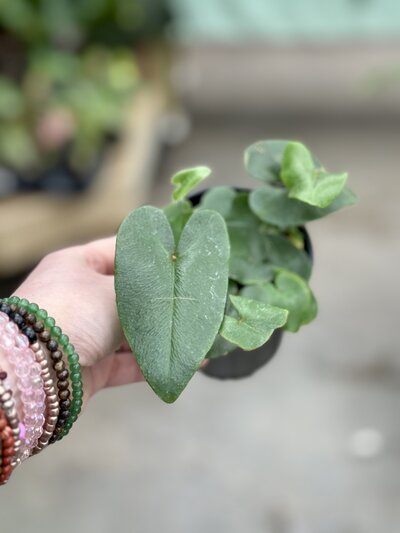 Heart-Shaped-Leaves2542