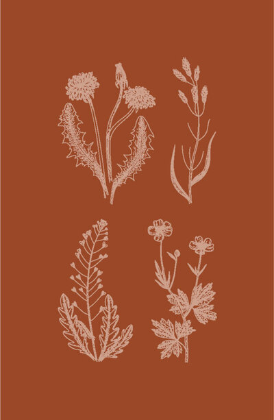 Brand design illustrations for Adriana Montoya Photo. Four wildflower brand icons displayed next to each other.