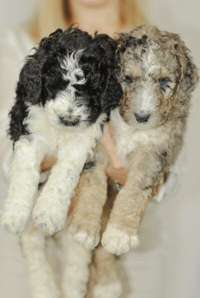 chocolate merle bernedoodles for sale