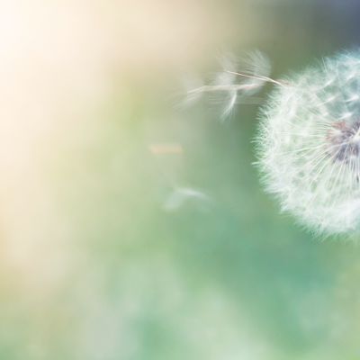 dandelion with a green background