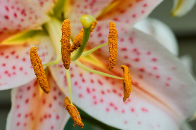 Macro photo of a lily stigma