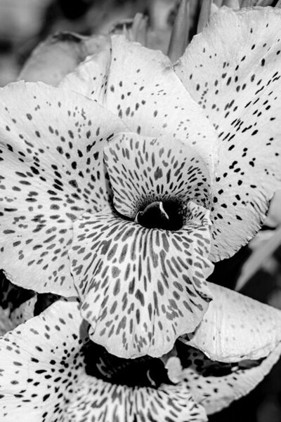 Photographic Print closeup of spotted flower black and white aluminum title Cheetah