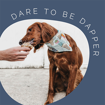 A dog eating an ice cream cone with the words "Dare to be dapper"