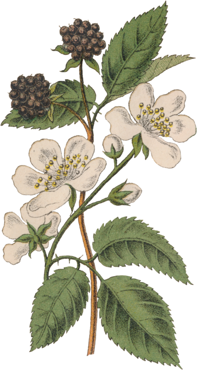 Graphic of blackberry bramble and budding flowers
