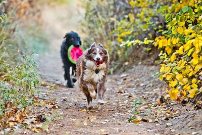 two dogs run on a colorado hiking trail in the fall