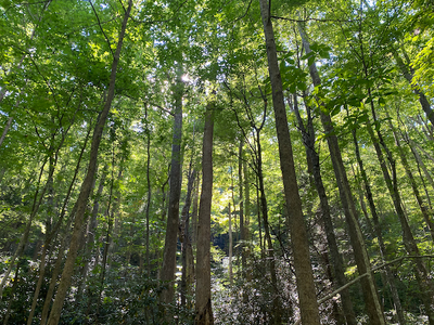 Tai Chi Gung In Nature aligns you with flowing Chi to bring you balance and stress release. Meditation and controlled breathing lower cortisol, reducing stress’s impact and boosting resilience.