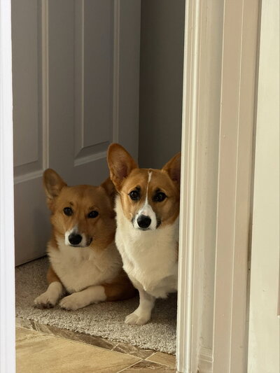 Kelsey's Corgis, Jasper and Charlie