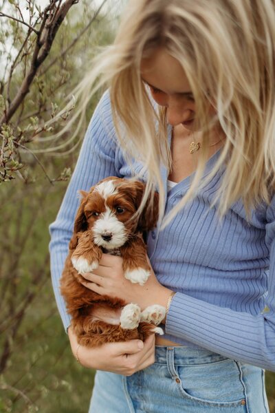 Red Australian Labradoodle Breeder in  Edmonton