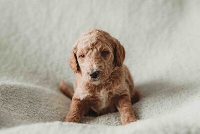 Red and Apricot Abstract Poodle-1