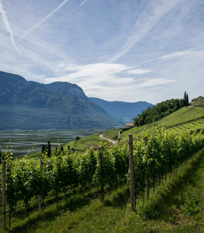 italy-vineyard-an-avenue-apart
