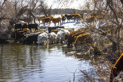 Cattle at Kiowa ranch division