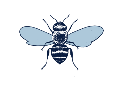 Navy Blue bee with light blue wings