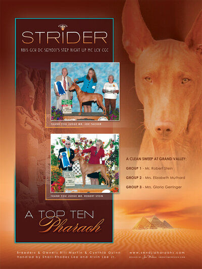Show dog ad design