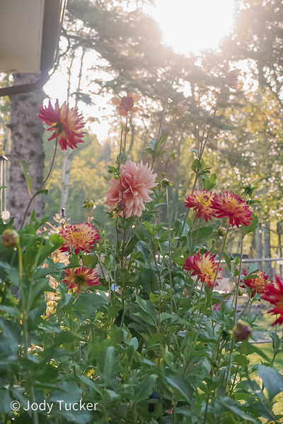 beautiful sun dahlia