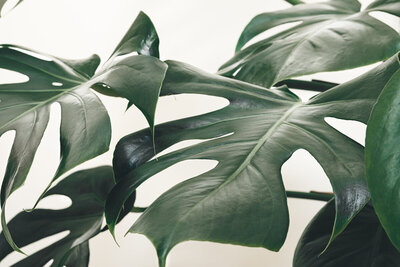 close up of large green leaves