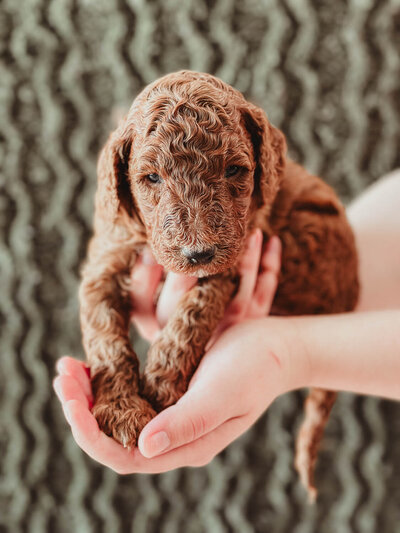 Blue Collar Male 3 Weeks-1