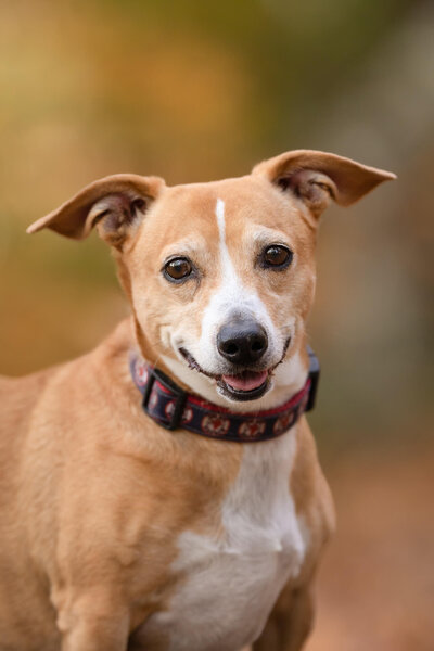 Small breed Yorky mix rescue dog walking down a trail looking back over her shoulder