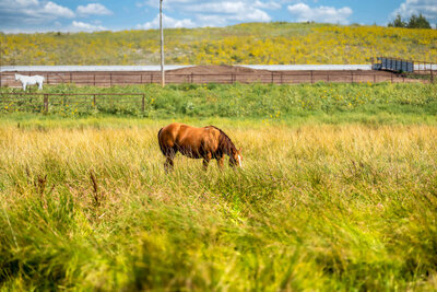 Single stallion in field at Silver Spur