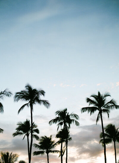 Warm_Glow_Tropical_Styled-_Stock_Image033