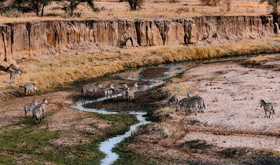 Zebras grazing in the mud near a creek