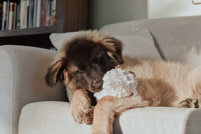 Estrela Mountain Dog puppy-18