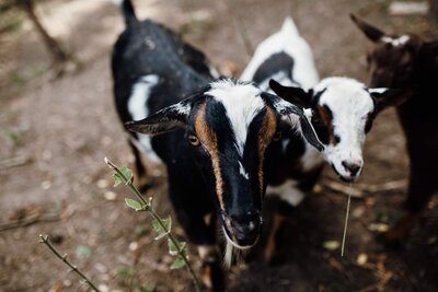 Goats at farm sanctuary