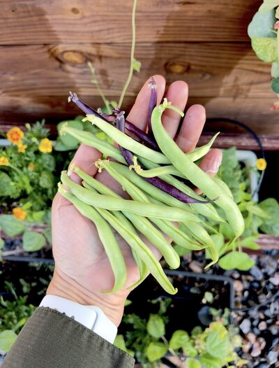 A person holding a handful of green beans picked fresh from their garden