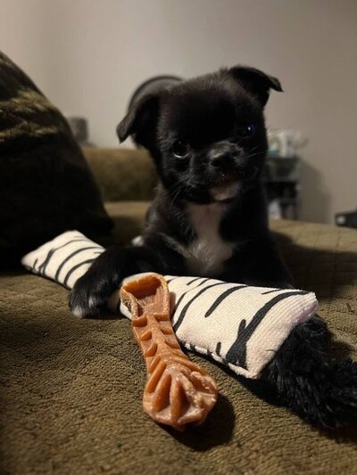 Porkchop (4)