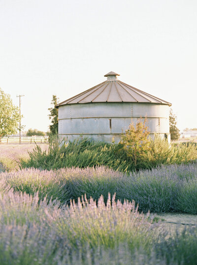lavender field and silo