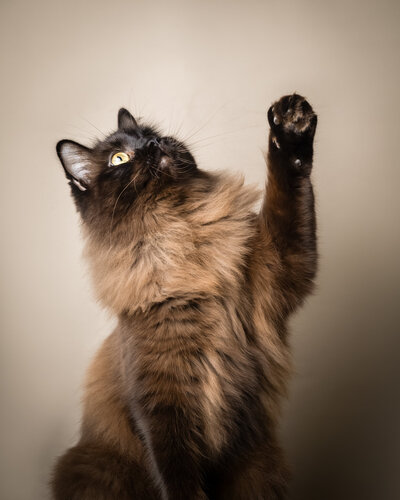 Fotoshoot kat of poes