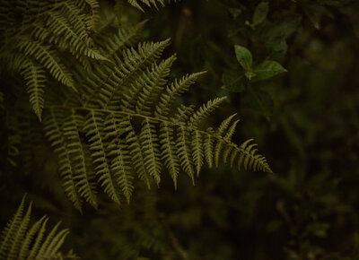 Ferns in Alaska